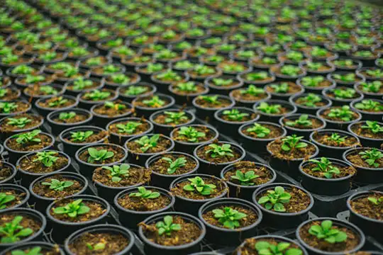 Plant Nurseries