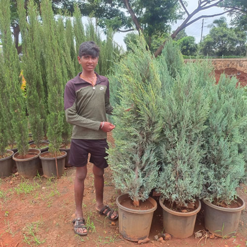 Vijay Rose Nursery