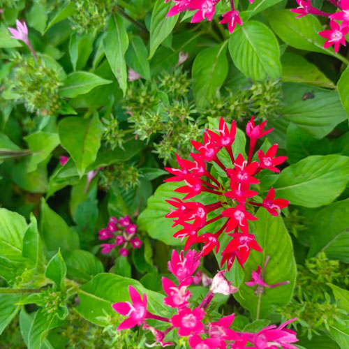 Vijay Rose Nursery