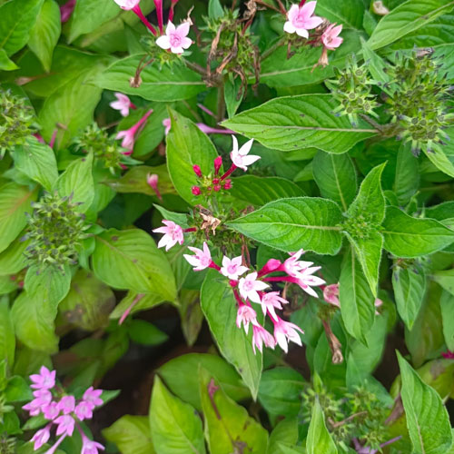 Vijay Rose Nursery