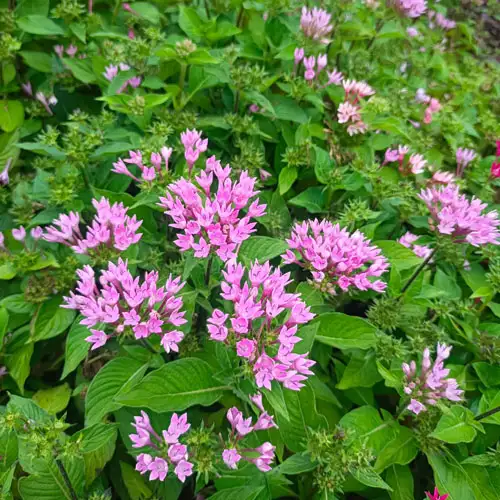 Vijay Rose Nursery