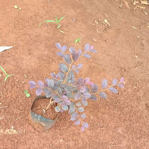 Vijay Rose Nursery