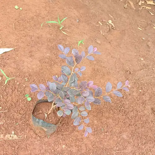 Vijay Rose Nursery