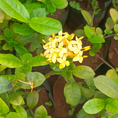 Vijay Rose Nursery