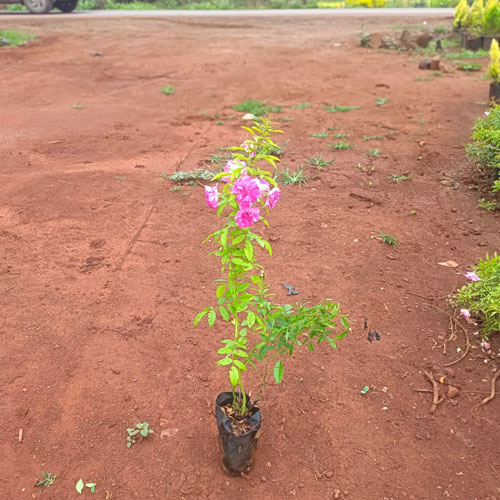 Vijay Rose Nursery