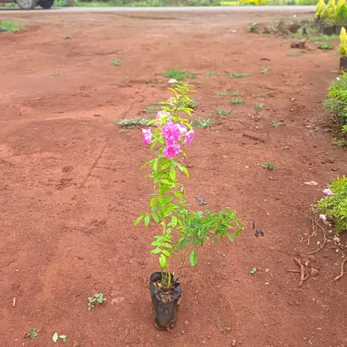 Vijay Rose Nursery
