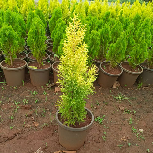 Vijay Rose Nursery