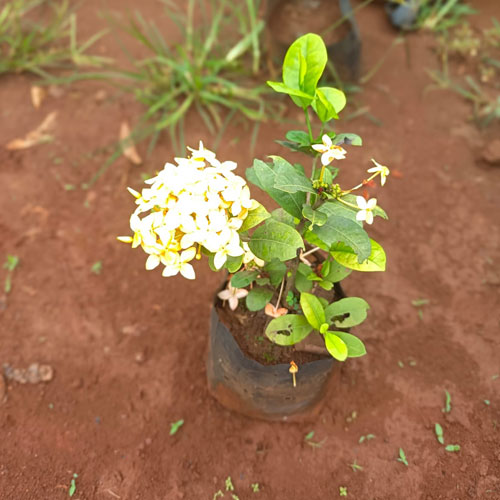 Vijay Rose Nursery