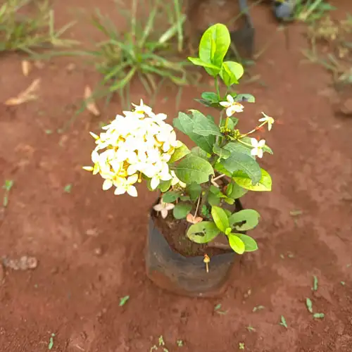 Vijay Rose Nursery
