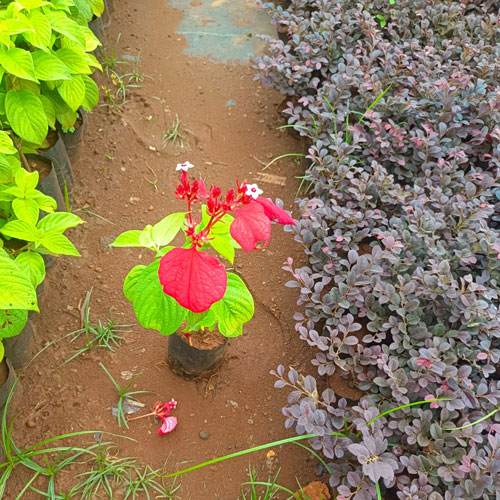Vijay Rose Nursery