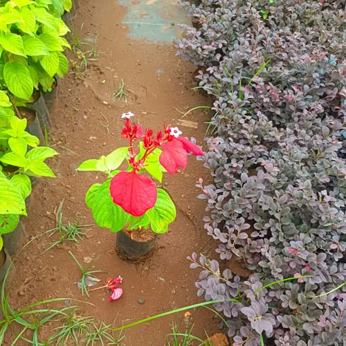 Vijay Rose Nursery