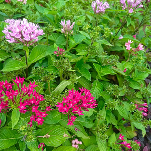 Vijay Rose Nursery