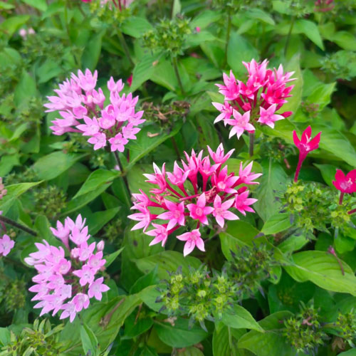 Vijay Rose Nursery