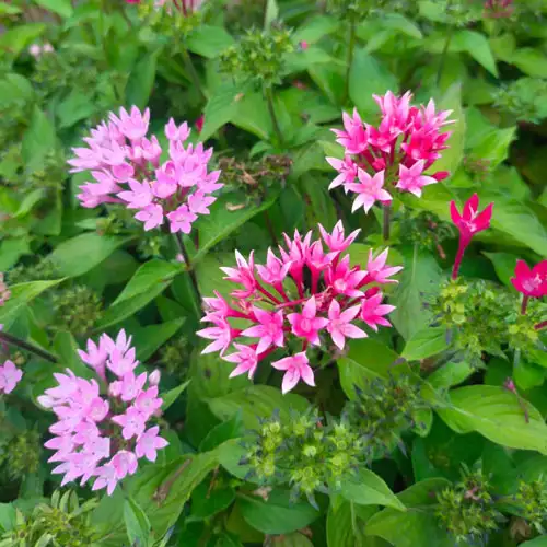 Vijay Rose Nursery
