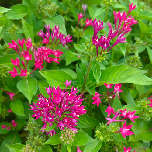 Vijay Rose Nursery