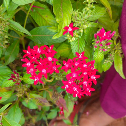 Vijay Rose Nursery