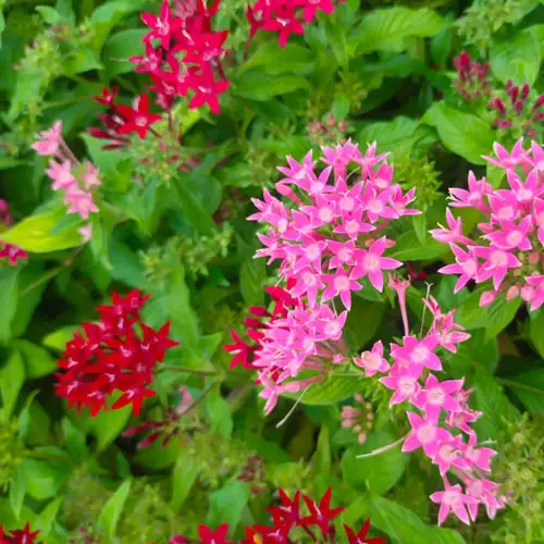 Vijay Rose Nursery
