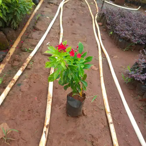 Vijay Rose Nursery