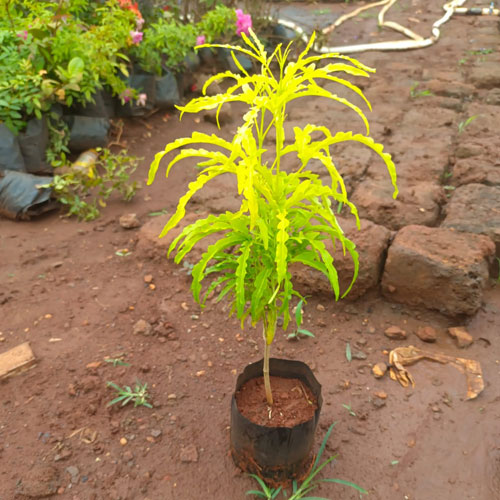 Vijay Rose Nursery
