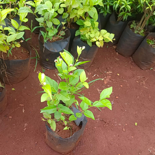 Vijay Rose Nursery