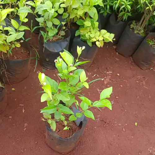 Vijay Rose Nursery